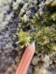 Orthotrichum tasmanicum