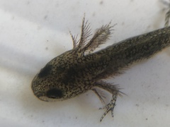 Lissotriton vulgaris