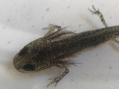 Lissotriton vulgaris
