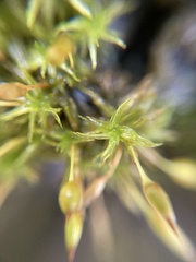 Orthotrichum tasmanicum