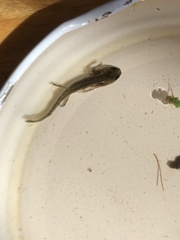 Lissotriton vulgaris