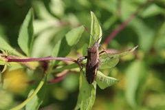 Physomerus grossipes