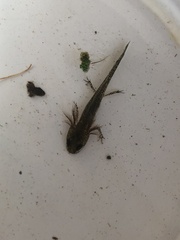 Lissotriton vulgaris