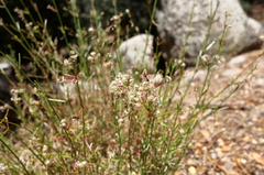 Galium johnstonii