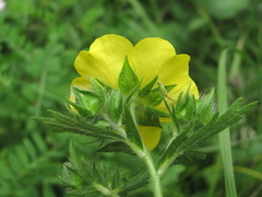 Potentilla adscharica
