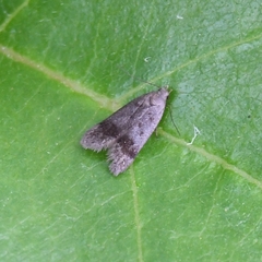 Anacampsis temerella