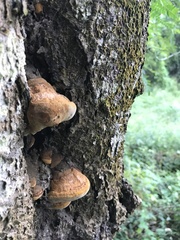 Fungi