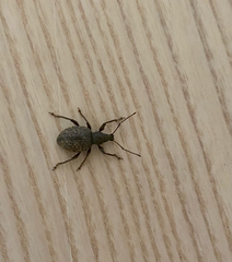 Otiorhynchus aurifer