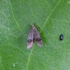 Anacampsis temerella