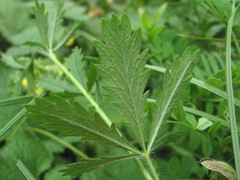 Potentilla adscharica
