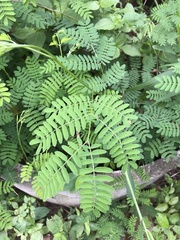 Caesalpinia pulcherrima