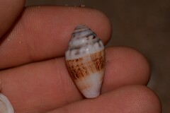 Conus dorreensis