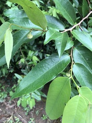 Magnoliopsida
