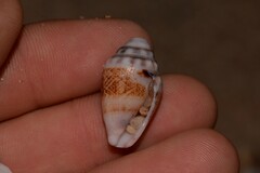 Conus dorreensis