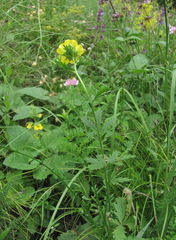 Potentilla adscharica