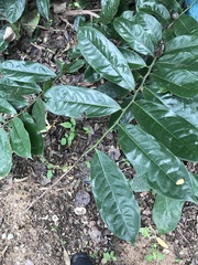 Magnoliopsida