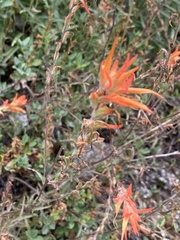 Castilleja pruinosa