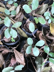 Magnoliopsida