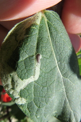 Phytomyza lappae