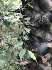 Ficus