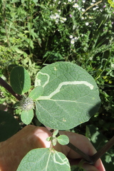 Phytomyza lappae