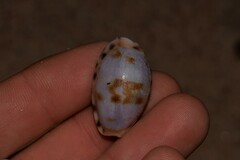 Talostolida pellucens