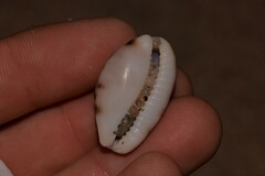 Talostolida pellucens