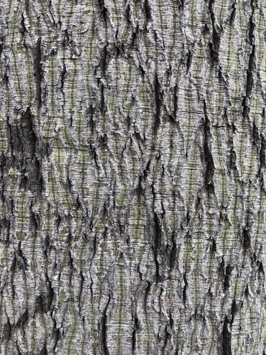 Brachychiton rupestris