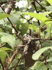 Batocera rufomaculata