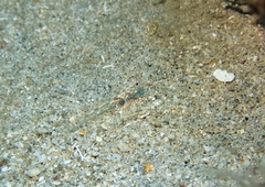 Fusigobius