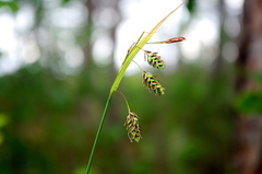 Carex magellanica
