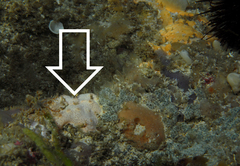 Polysyncraton rica