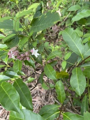 Clerodendrum fortunatum