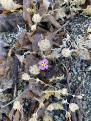 Leptosiphon montanus