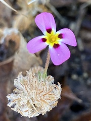Leptosiphon montanus