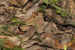 Melanitis leda