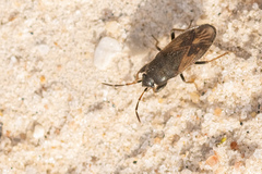 Megalonotus sabulicola