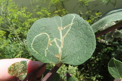 Phytomyza lappae