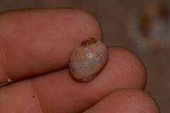 Echinolittorina australis