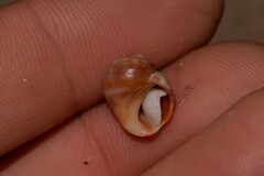 Echinolittorina australis