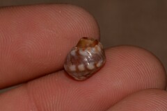 Echinolittorina australis