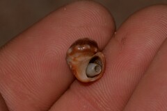 Echinolittorina australis