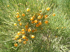 Ephedra major major
