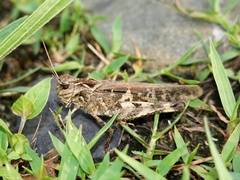 Oedaleus infernalis