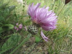 Psephellus holophyllus