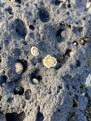 Chthamalus antennatus