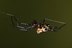 Leucauge fastigata