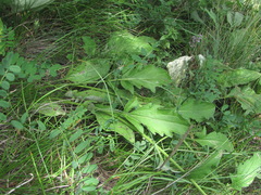 Psephellus holophyllus