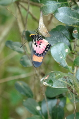Pseudacraea boisduvalii
