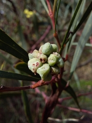 Dasineura glomerata